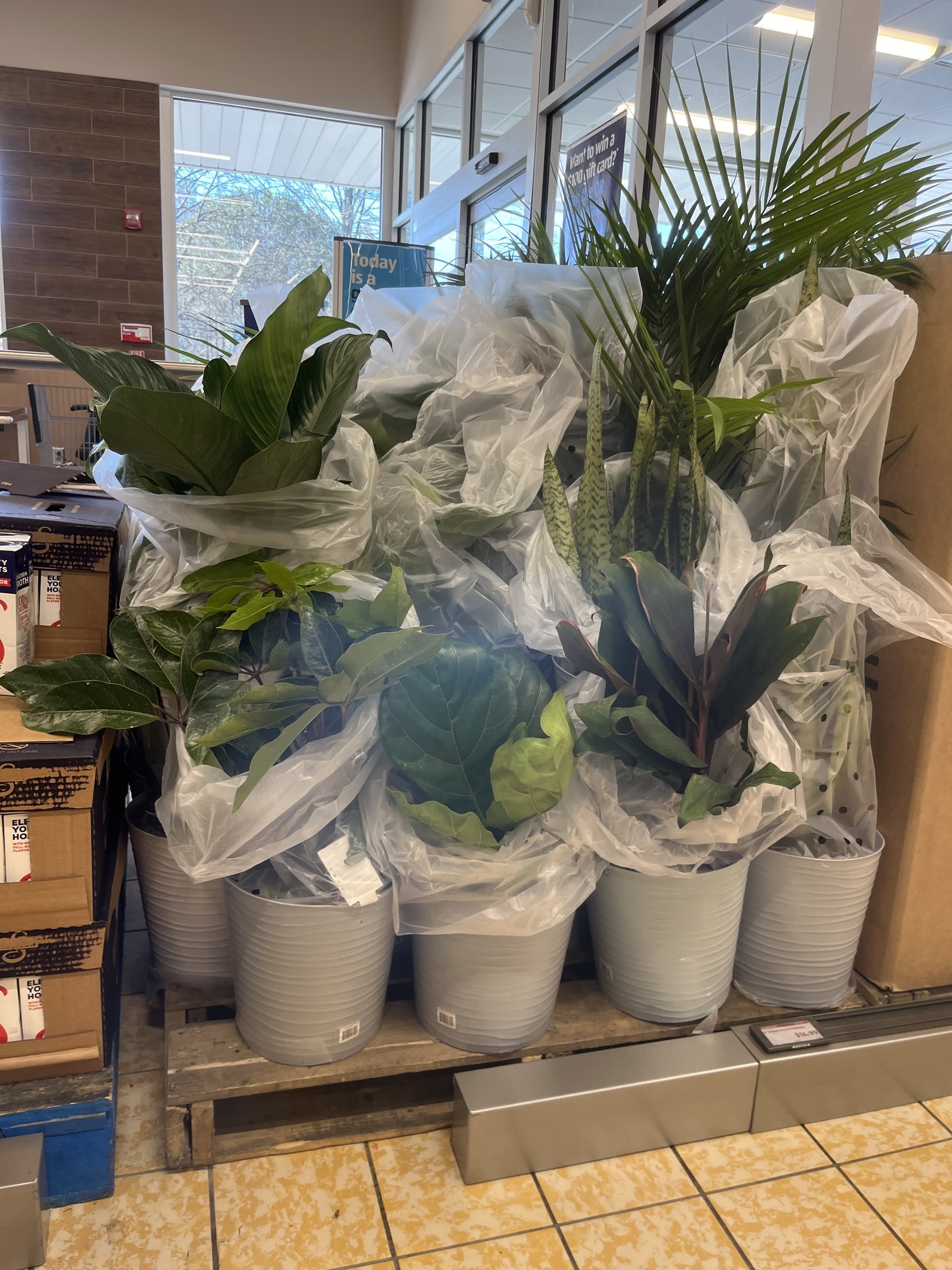 aldi houseplants