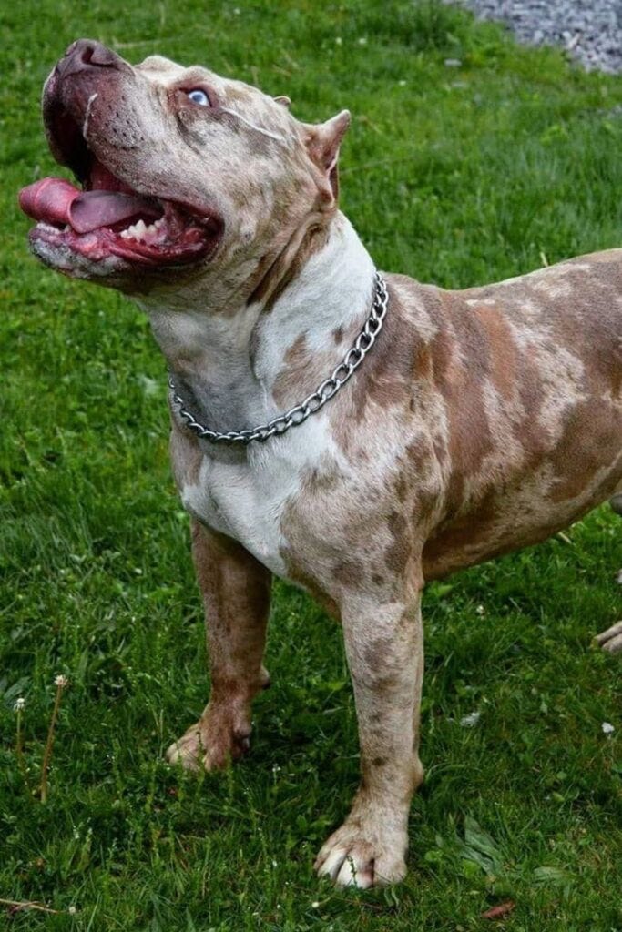 merle pitbull