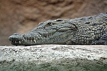 crocodile pictures