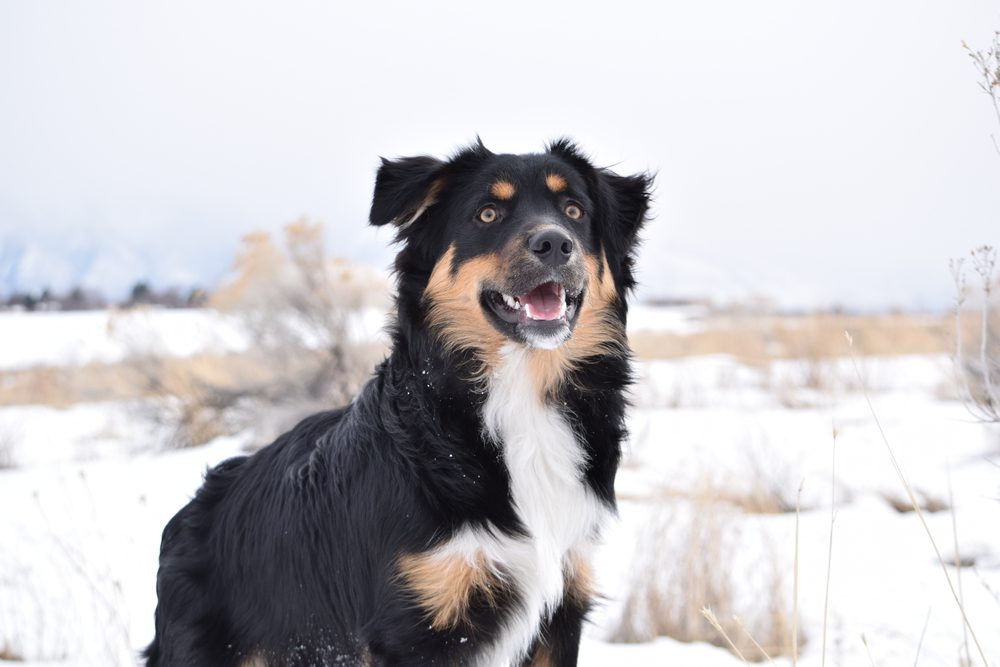 border collie australian shepherd mix