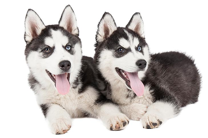 husky dogs and puppies