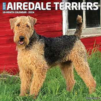 airedale puppies for sale