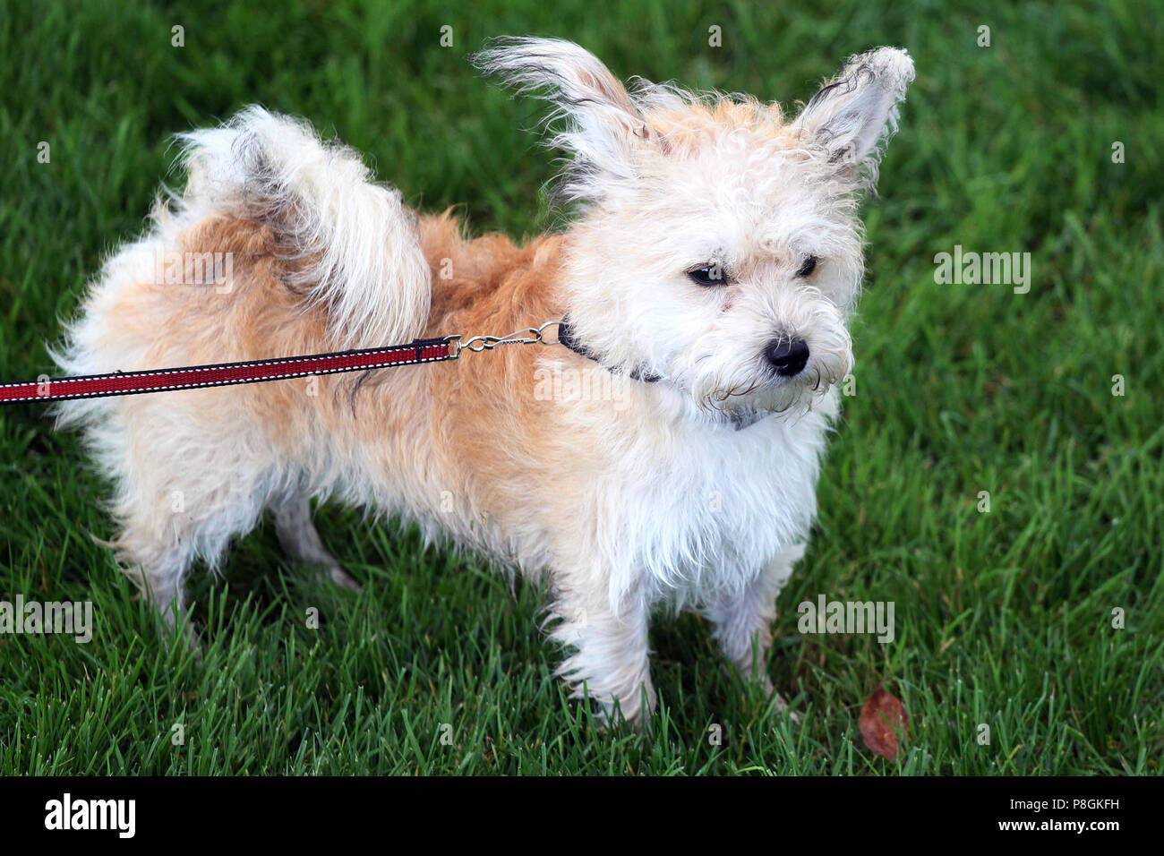 maltese terrier mix