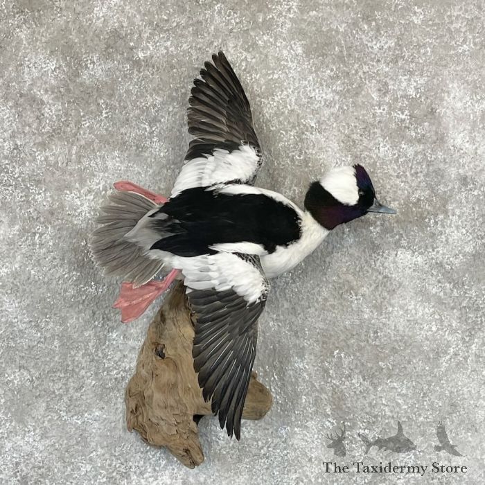 bufflehead drake mount