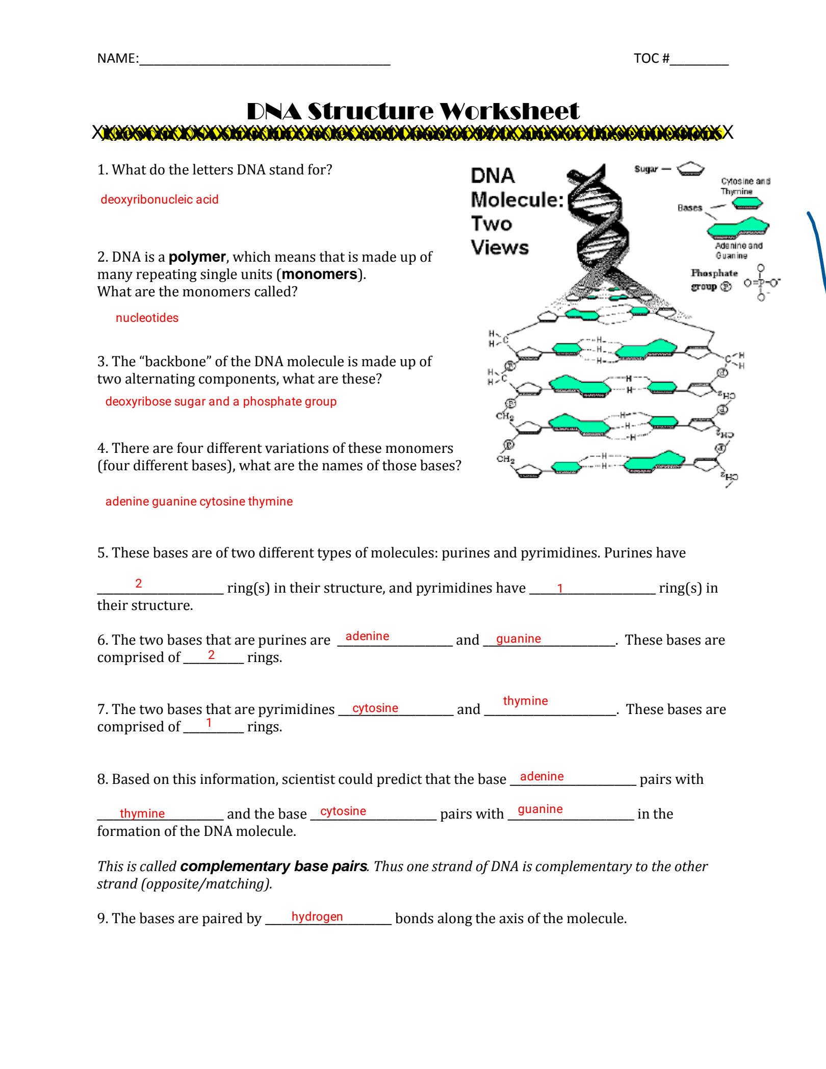 worksheet on dna answer key