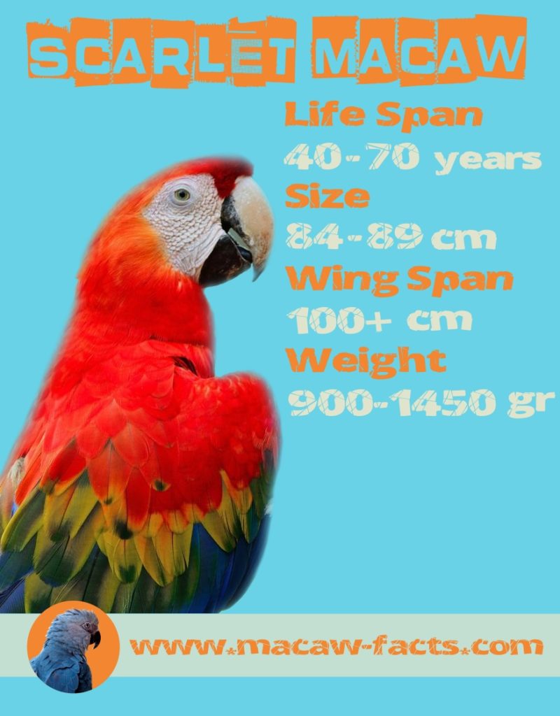 red parrot lifespan