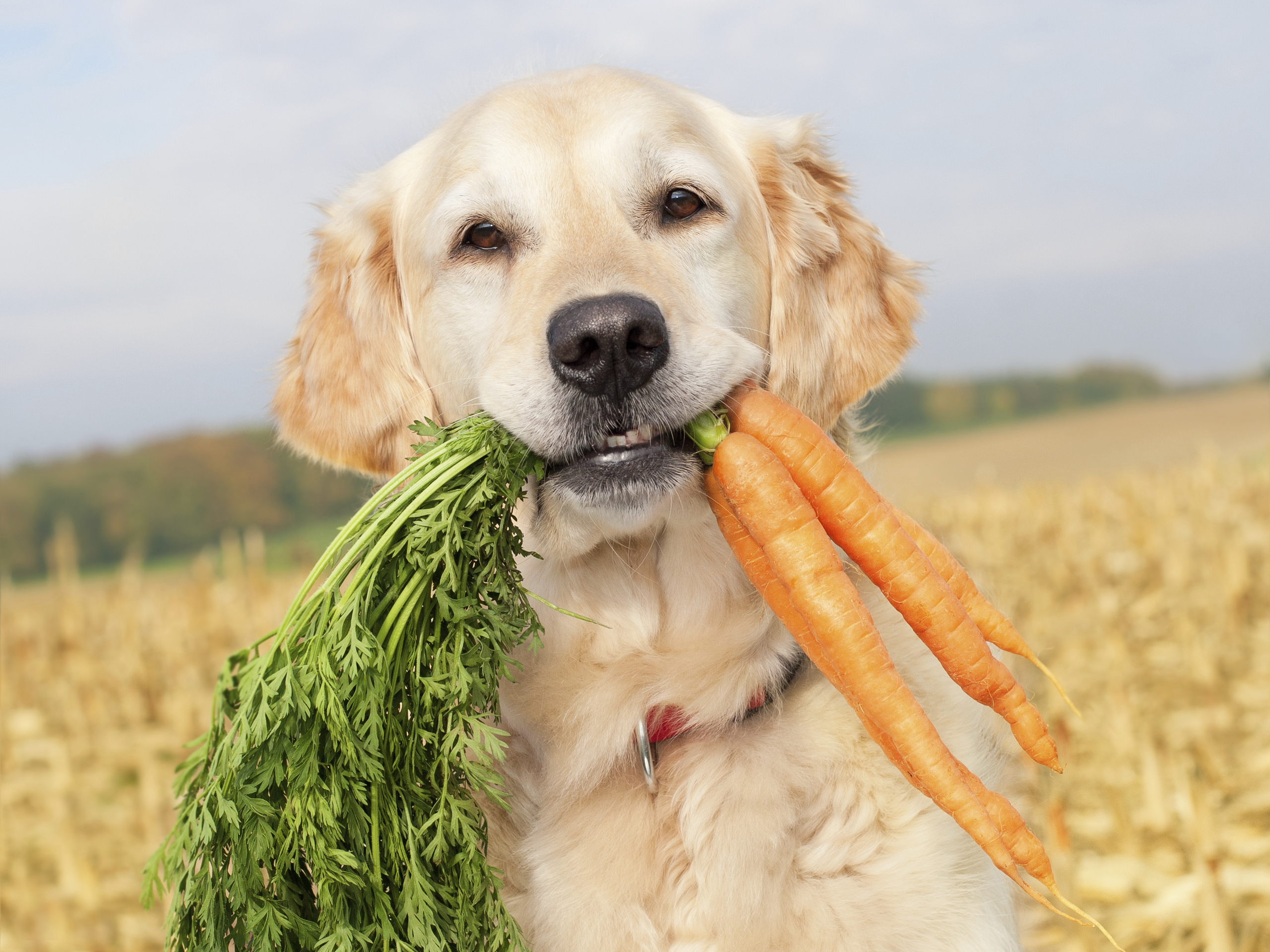 köpekler ıspanak yer mi