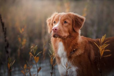 nova scotia tolling retriever puppies for sale