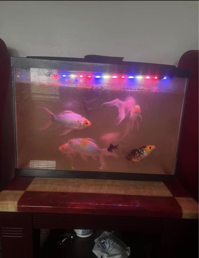 how many goldfish can be in a 10 gallon tank