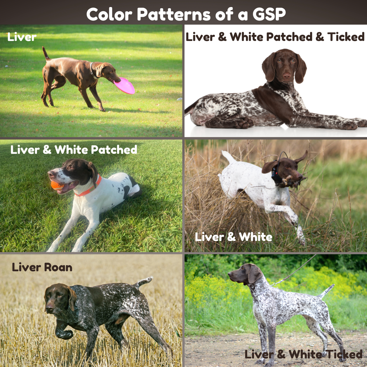 gsp coloring