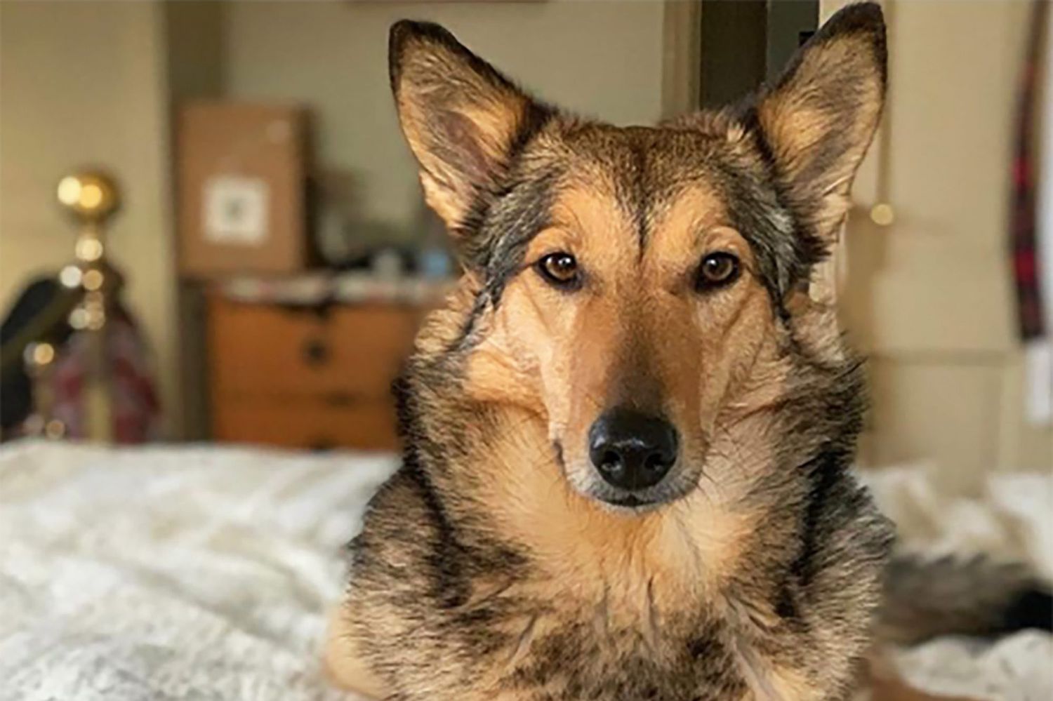 hypoallergenic german shepherd mix