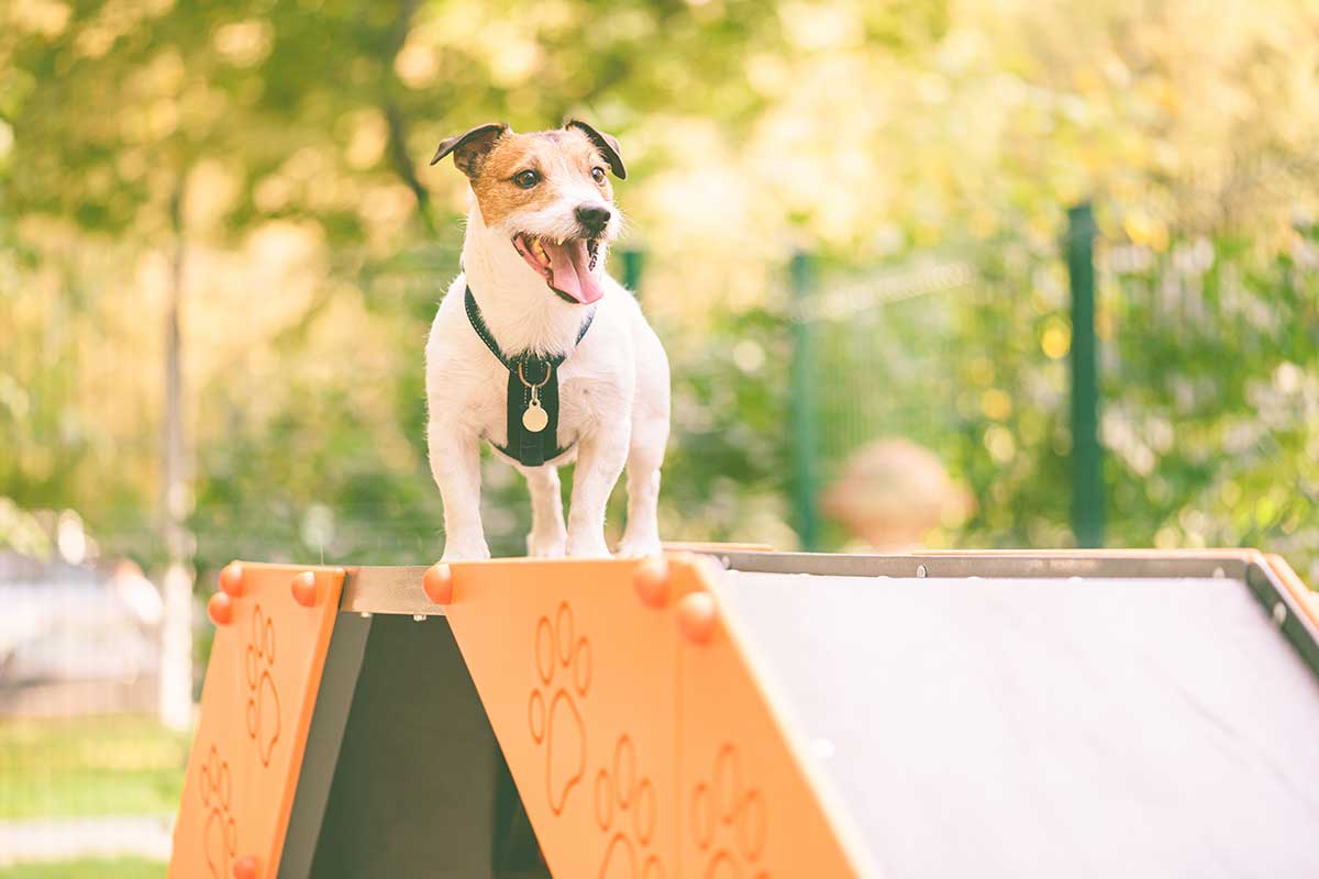 vet happiness redland bay