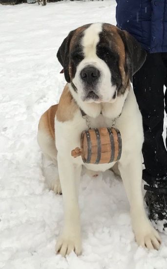 st bernard with a barrel