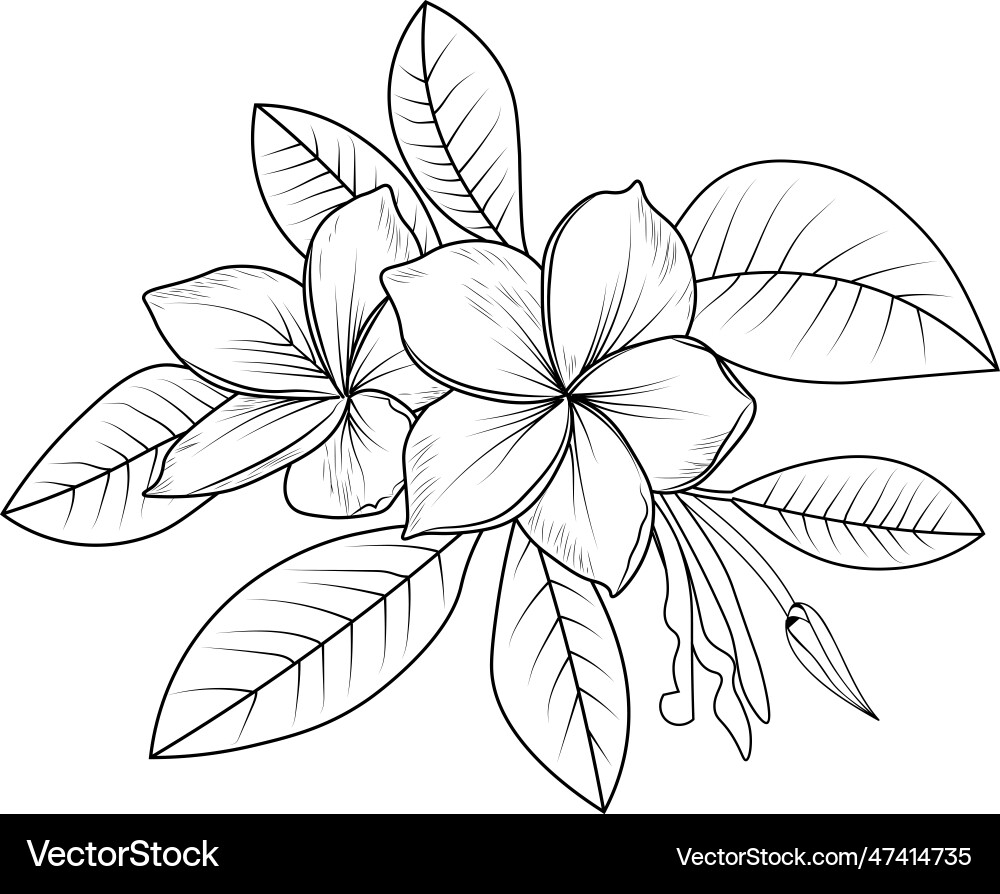 frangipani tattoo designs