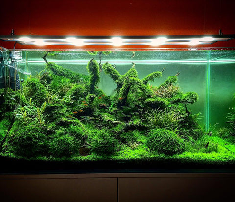 moss aquarium plants