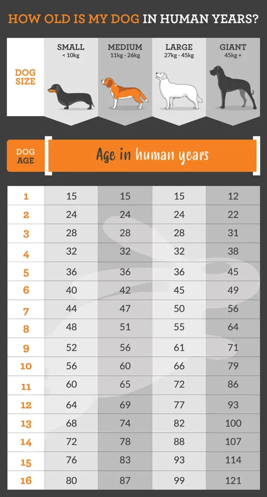 human years to dog years calculator