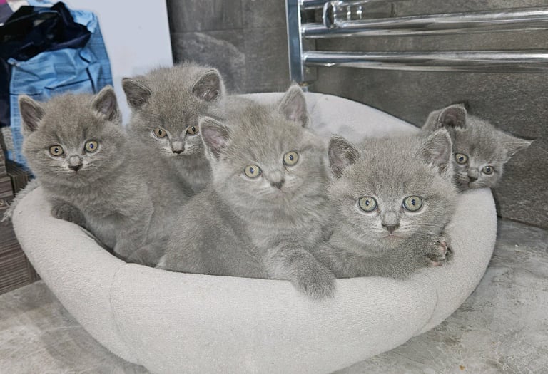 british shorthair gumtree