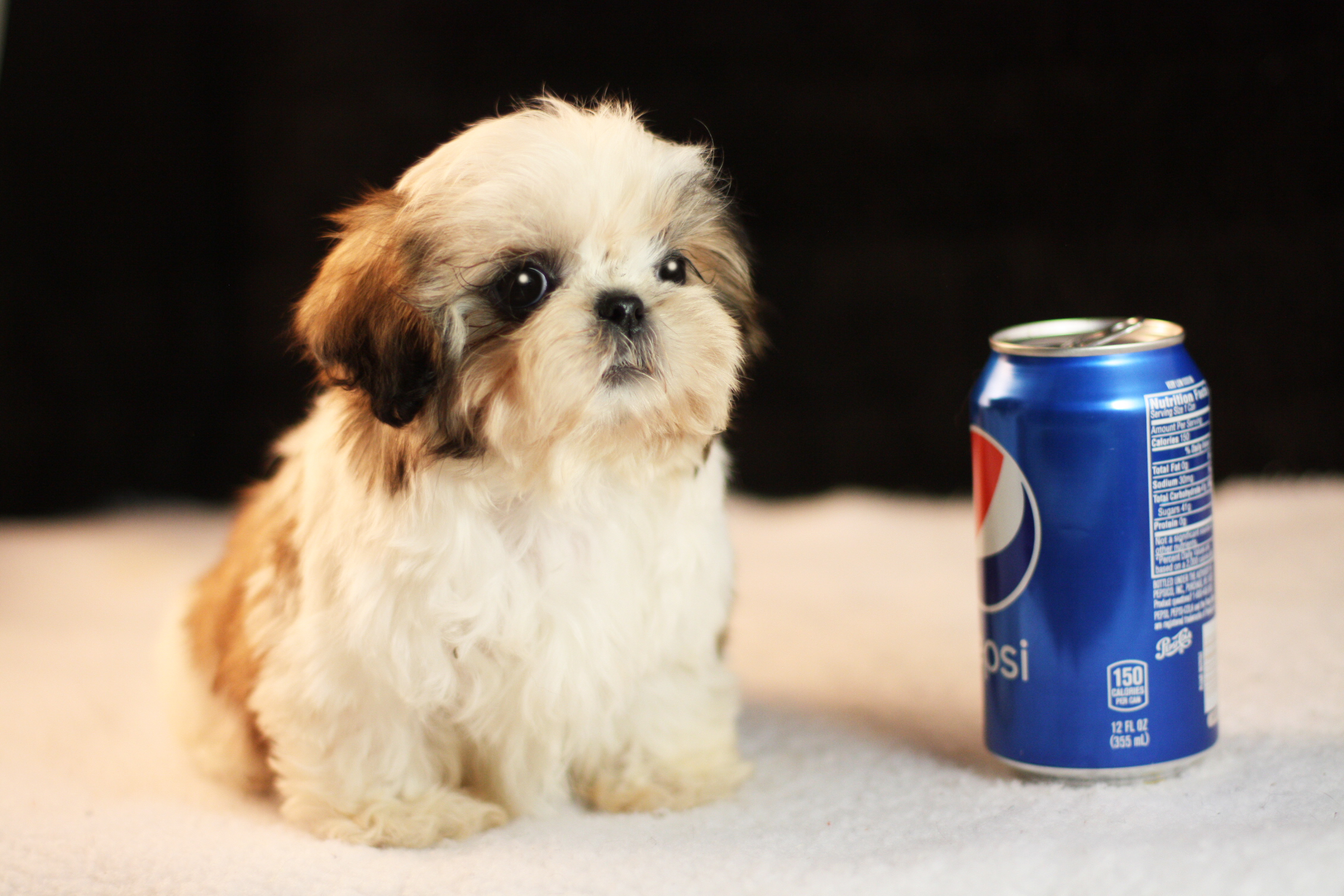 teacup shih tzu puppies