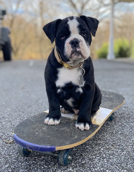 black old english bulldog