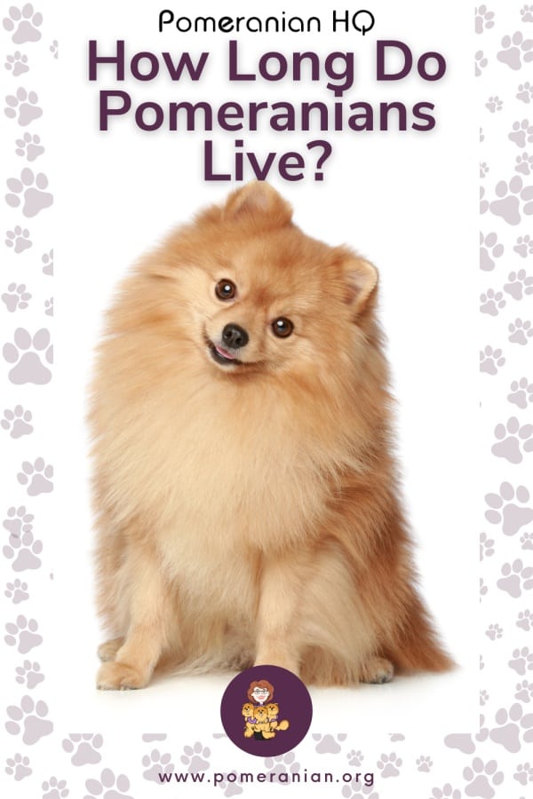 pomeranian age span