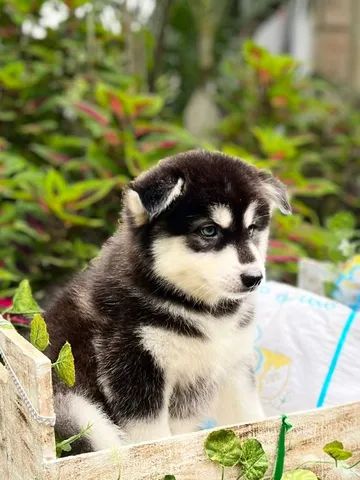 husky siberiano baby