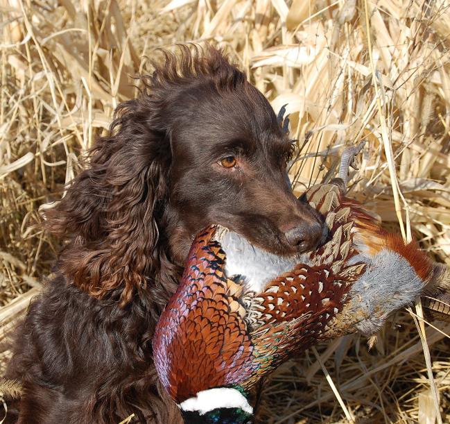 boykin spaniel pictures