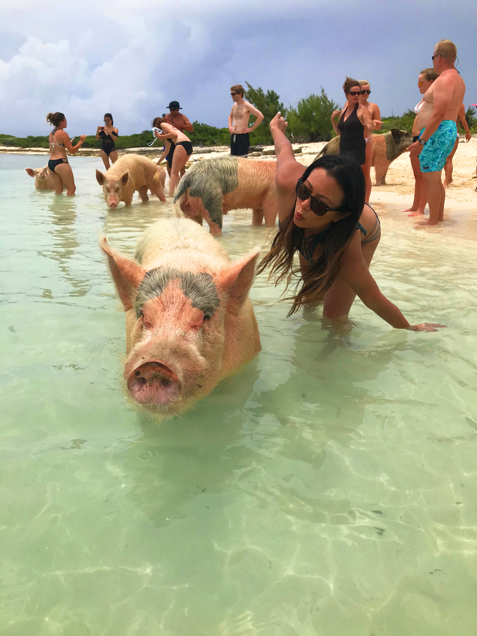 bora bora pigs