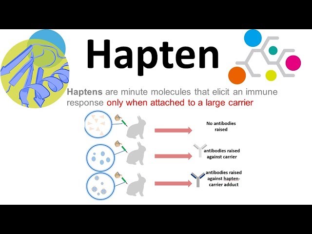 hapten