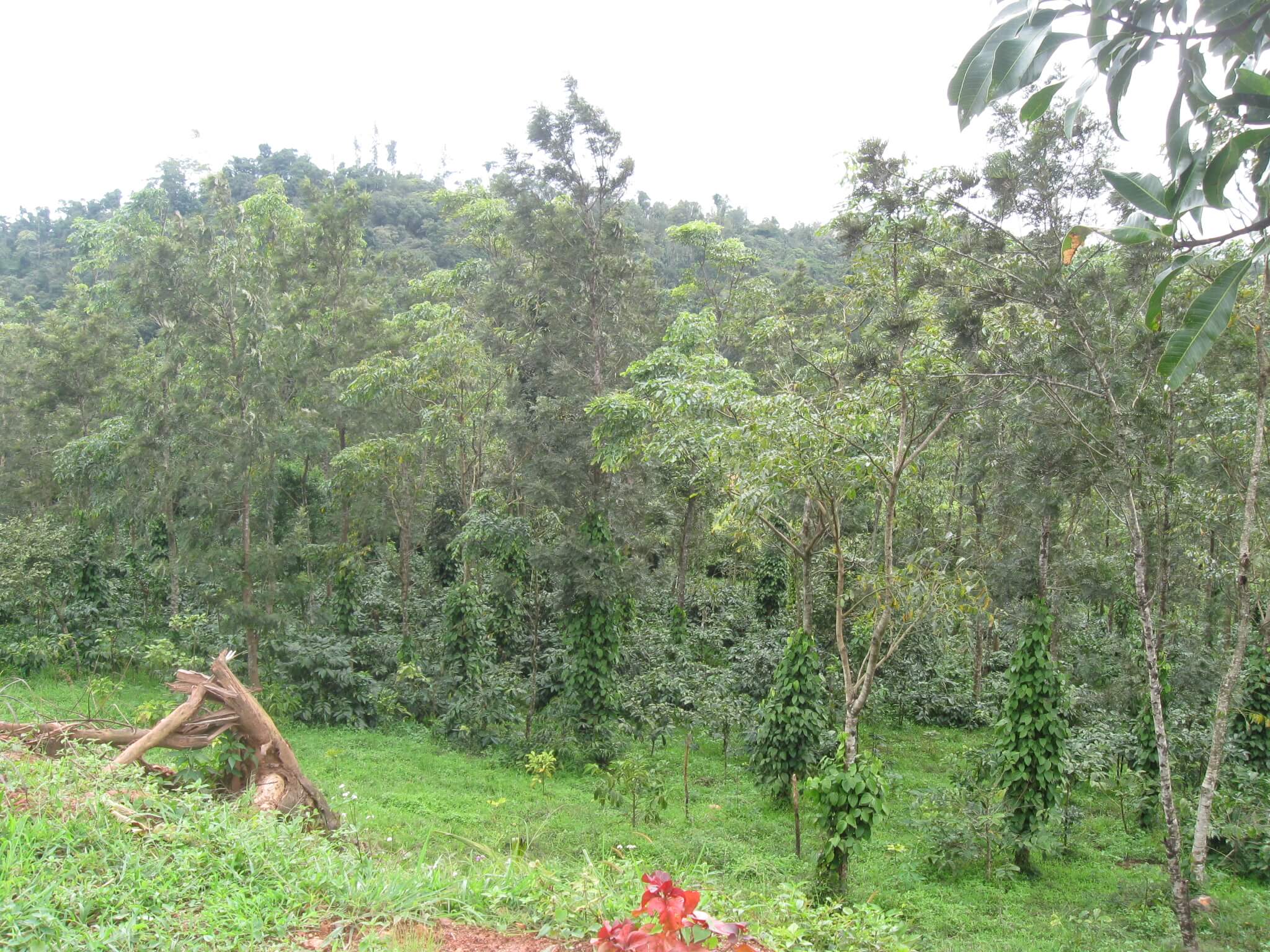 land for sale in sakleshpur