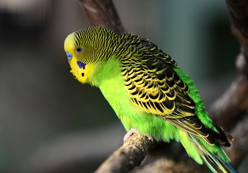 budgies singing