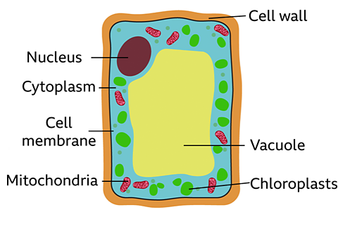 bbc bitesize plant cell