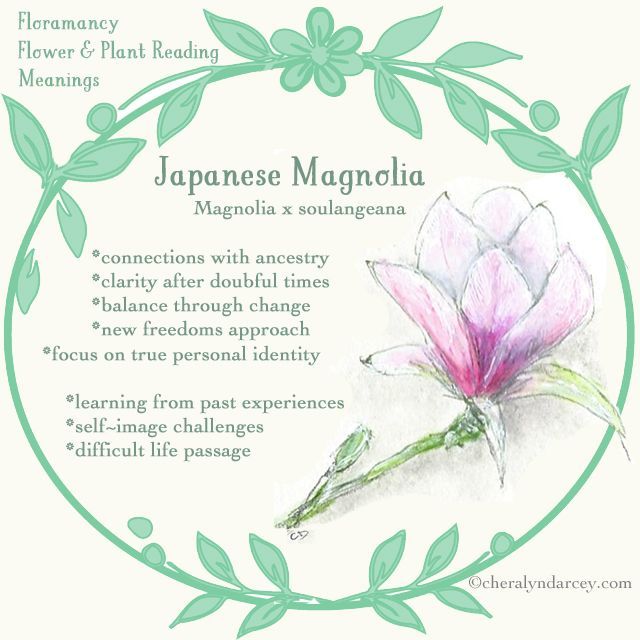 symbolism of magnolia flower