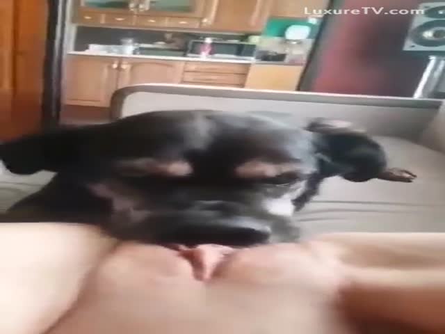 dog eating pussy