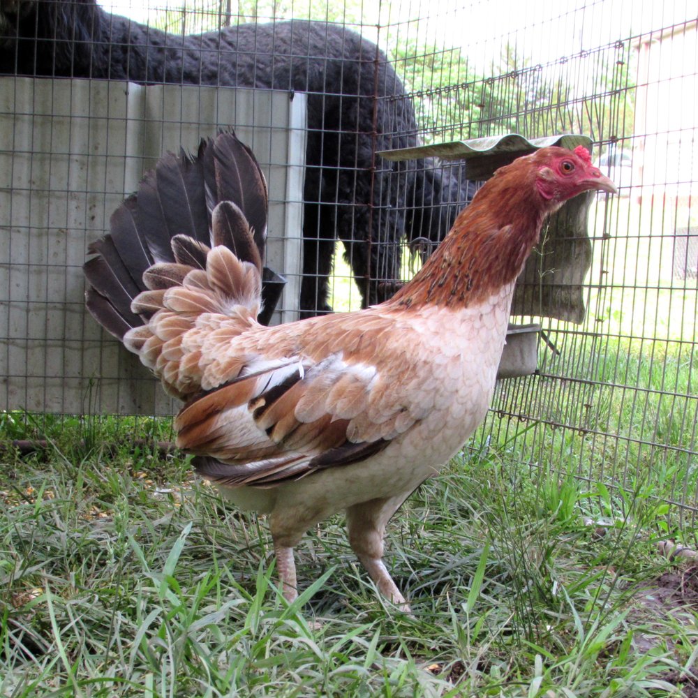 lacy roundhead hen