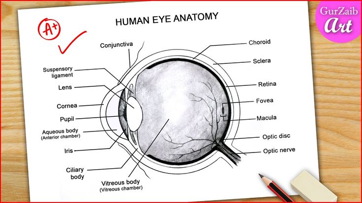 draw a labelled sketch of the human eye