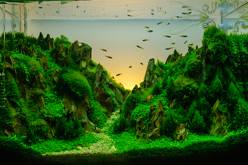 aquascape fish tank