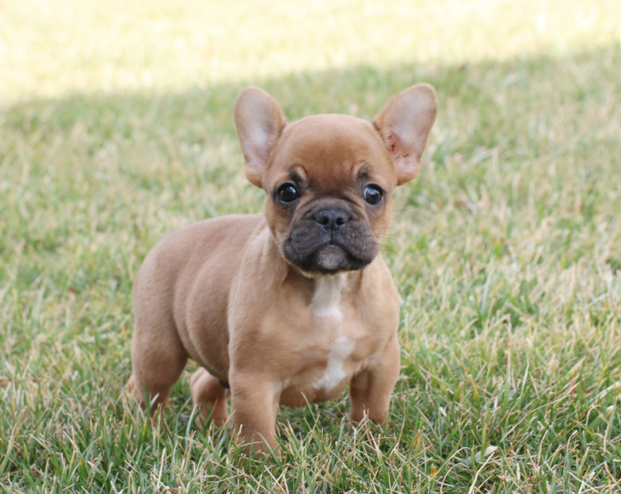 frenchies for sale