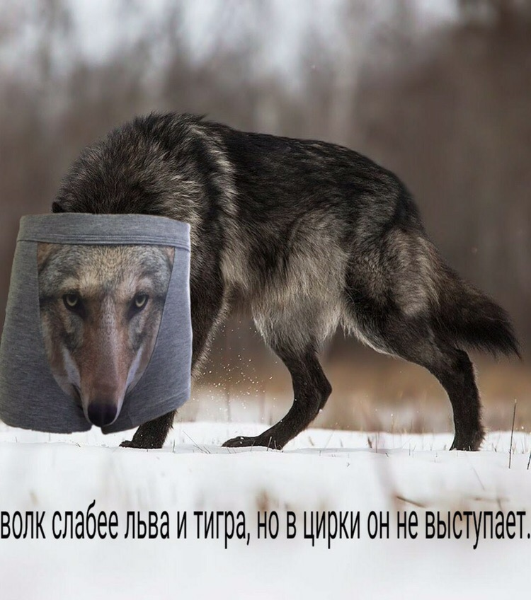 волк меме