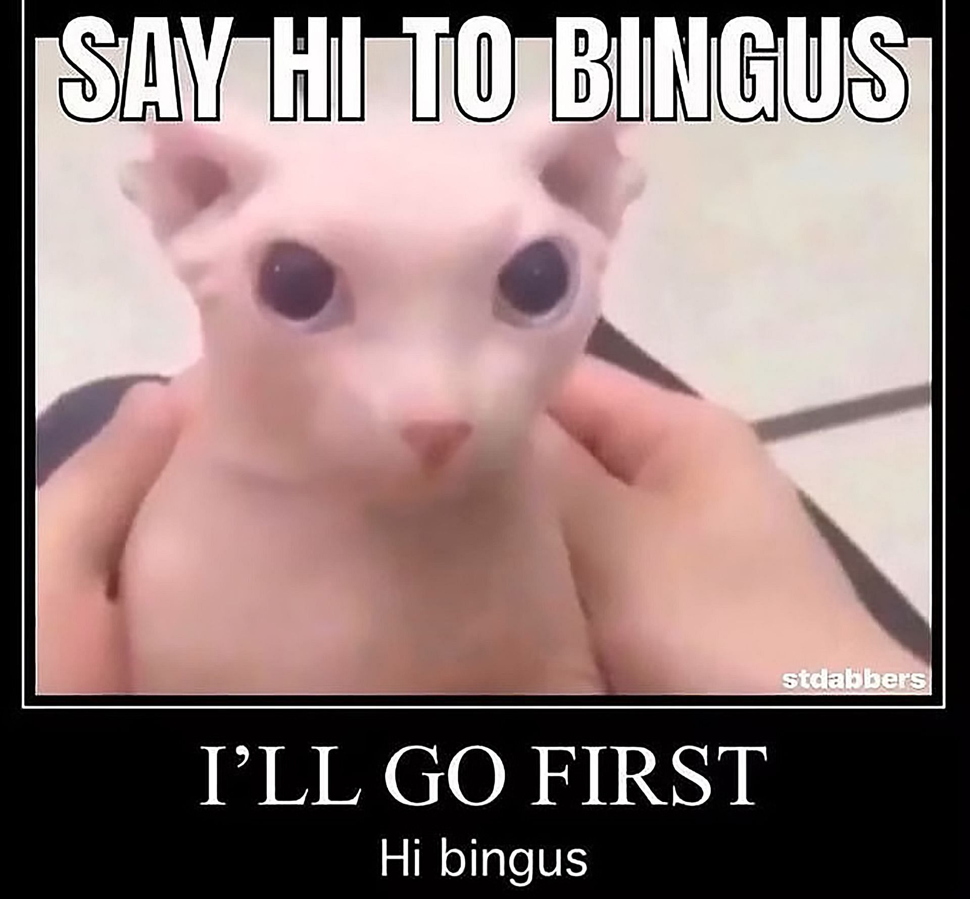 bingus meaning