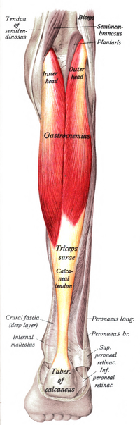 gastrocnemius pronunciation