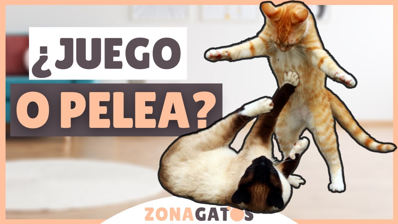 mis gatos se pelean o juegan