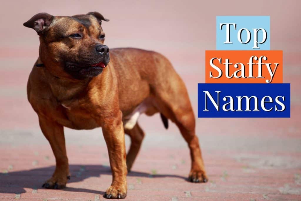 top 100 staffy dog names male