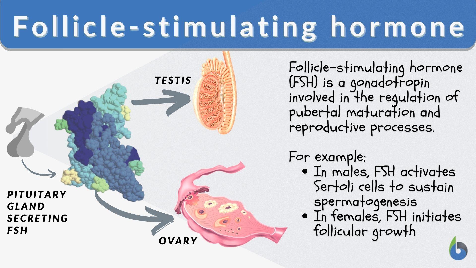 follicle stimulating hormone in hindi