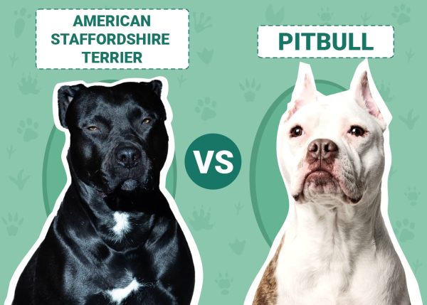 american pitbull terrier vs american staffordshire terrier