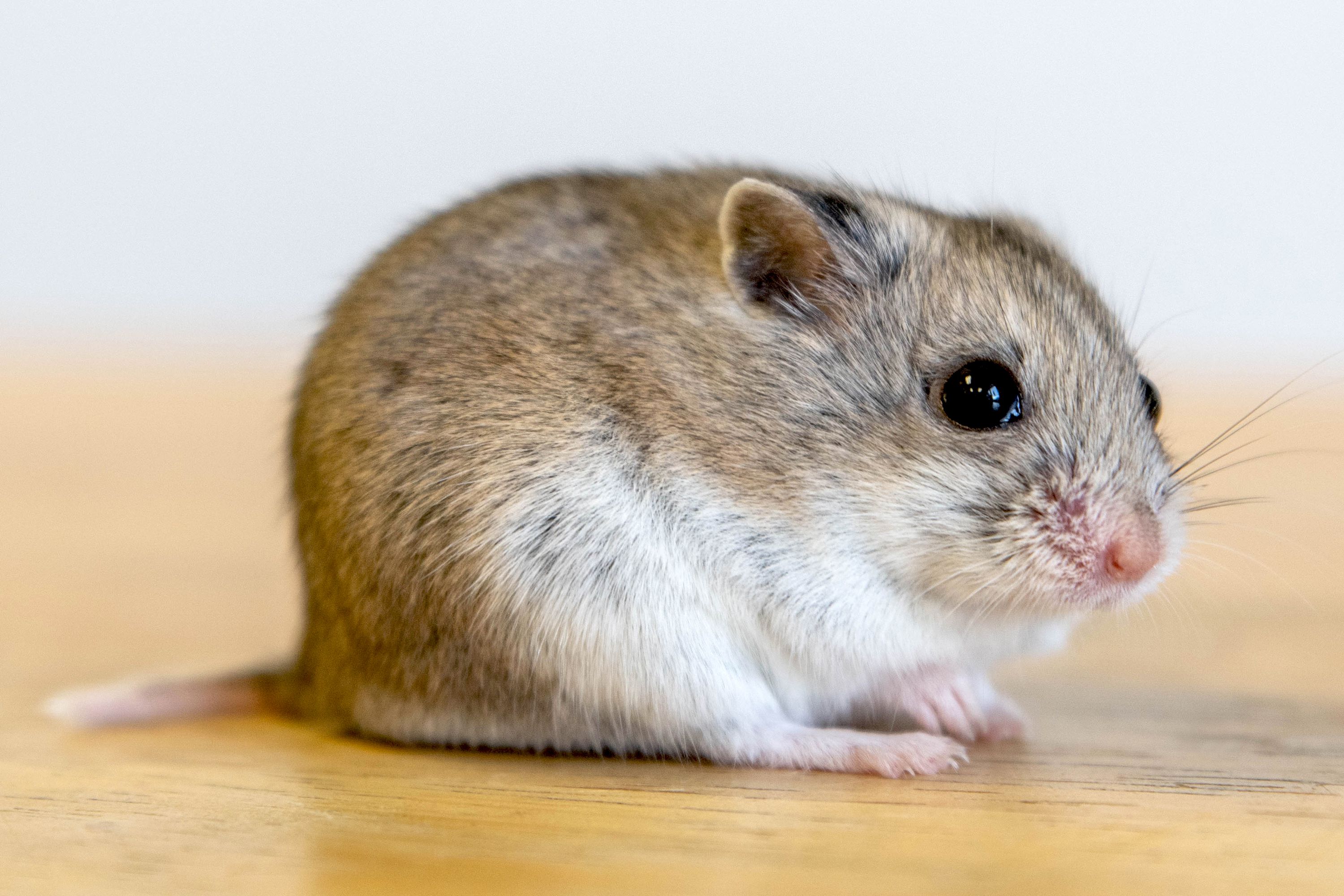 pic of a hamster