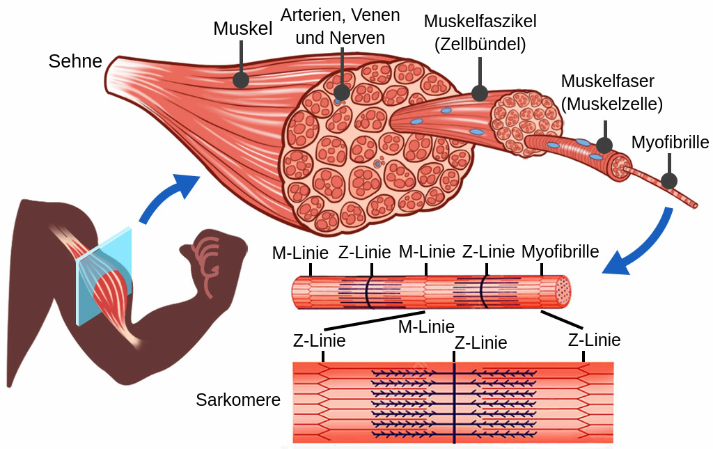 myofibrillen