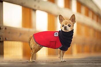 chihuahua coat