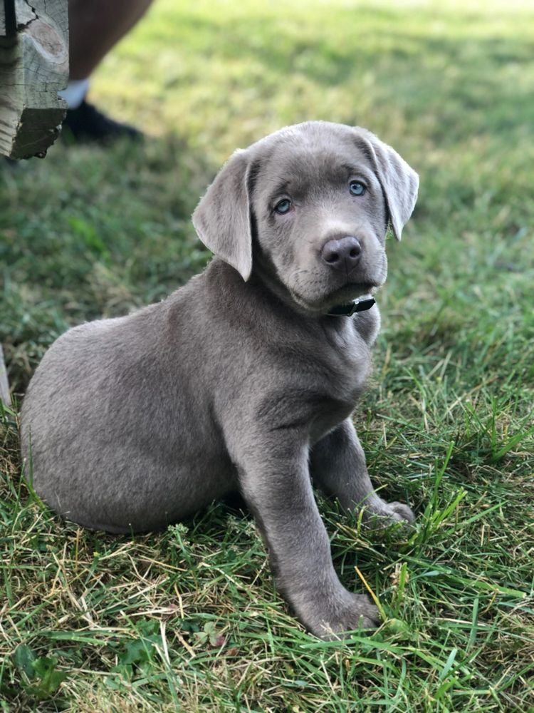 lab silver puppies