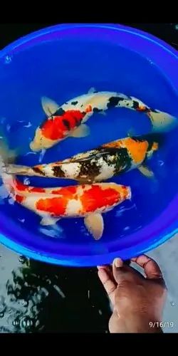 24 inch koi fish for sale