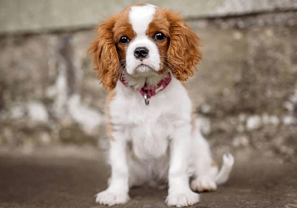 cavalier king charles spaniel for sale